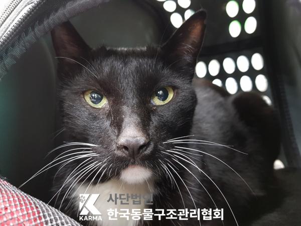 [고양이] 한국 고양이 서울-중랑-2025-00057 유기동물 배경 이미지 입니다.