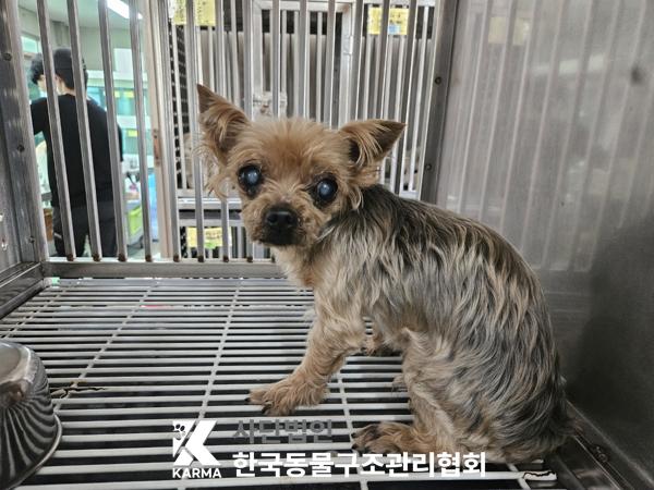 한국동물구조관리협회_411310202500410