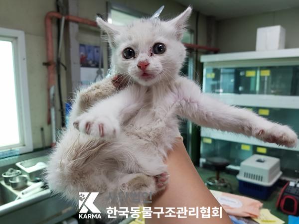 [고양이] 한국 고양이 경기-파주-2025-00387 유기동물 배경 이미지 입니다.