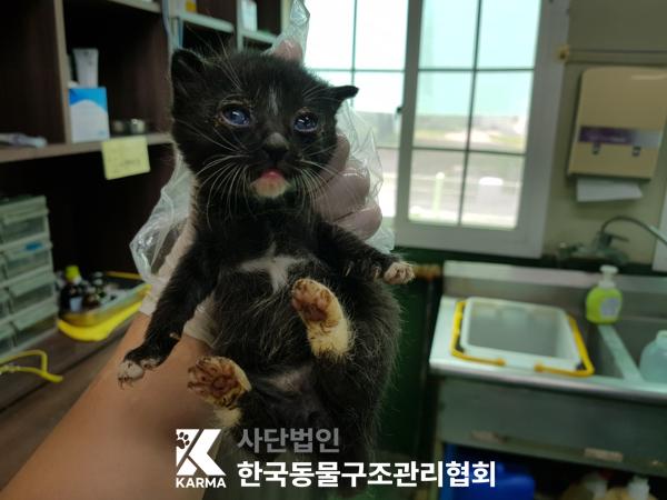 [고양이] 한국 고양이 경기-파주-2025-00392 유기동물 배경 이미지 입니다.