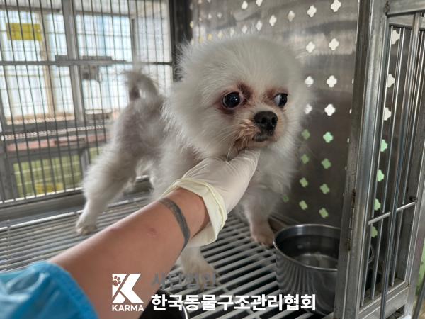 [개] 포메라니안 경기-포천-2025-00473 유기동물 배경 이미지 입니다.