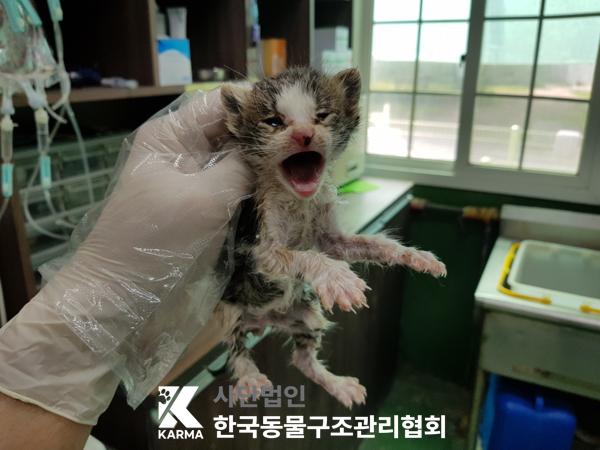 [고양이] 한국 고양이 경기-파주-2025-00396 유기동물 배경 이미지 입니다.