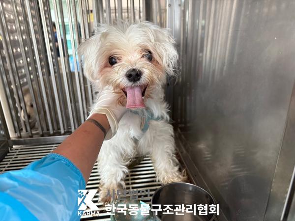 한국동물구조관리협회_441409202500786