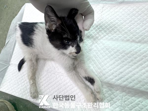 한국동물구조관리협회_411322202500279