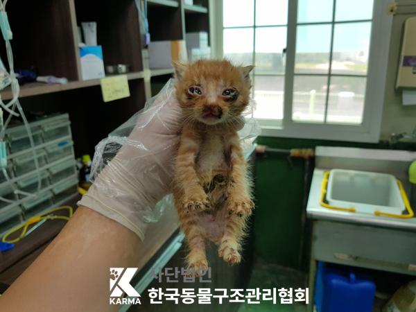 [고양이] 한국 고양이 경기-파주-2025-00390 유기동물 배경 이미지 입니다.