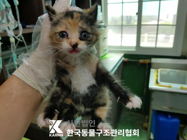 [고양이] 한국 고양이 경기-포천-2025-00474 유기동물 배경 이미지 입니다.