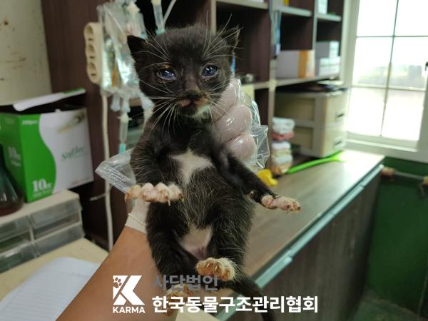 [고양이] 한국 고양이 경기-파주-2025-00391 유기동물 배경 이미지 입니다.