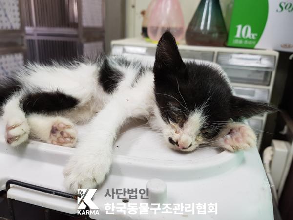 [고양이] 한국 고양이 경기-구리-2025-00073 유기동물 배경 이미지 입니다.