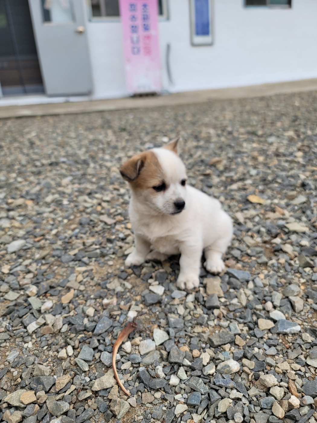 괴산증평동물보호센터_443446202500315