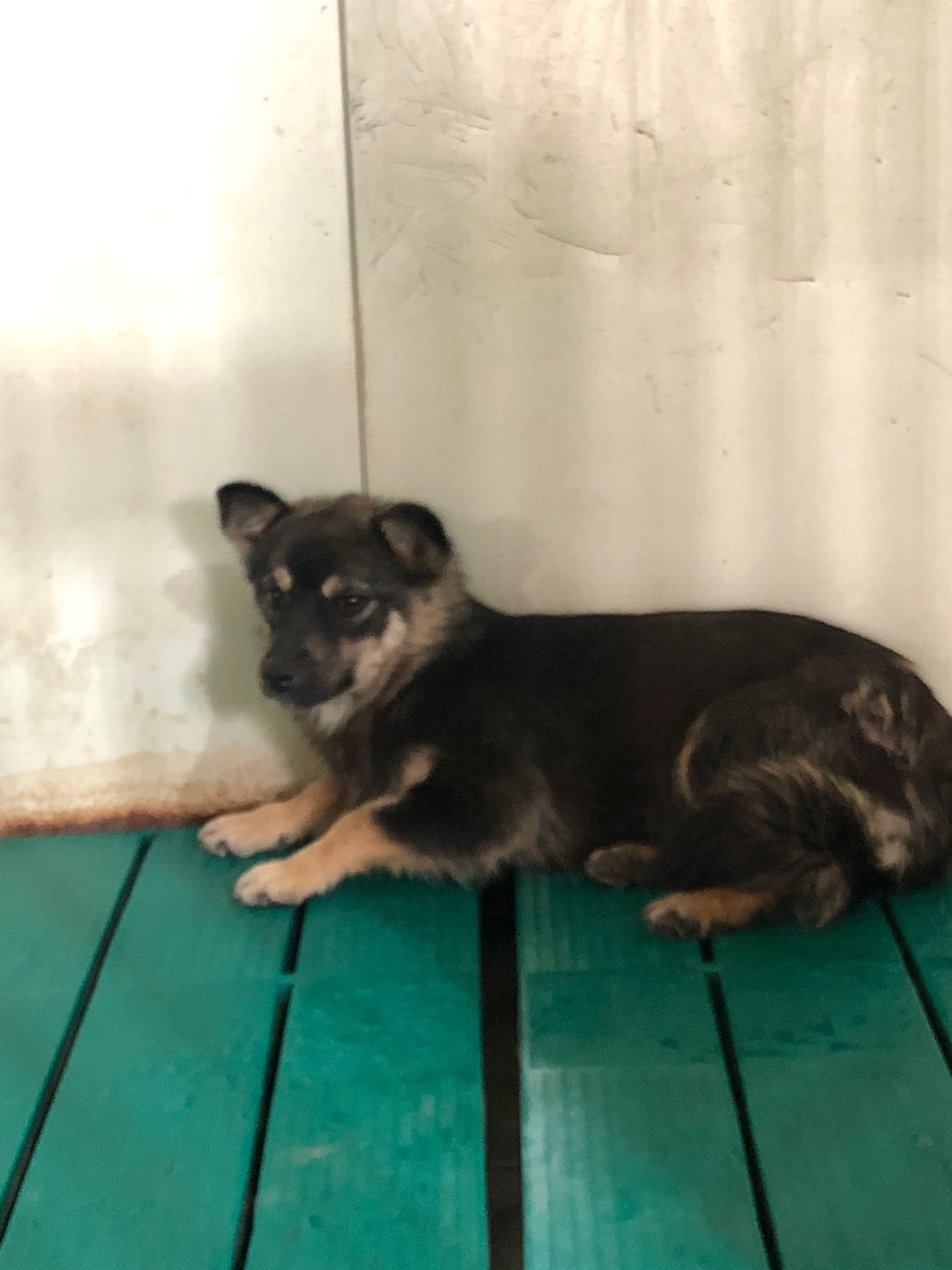 디디동물병원_428357202500640