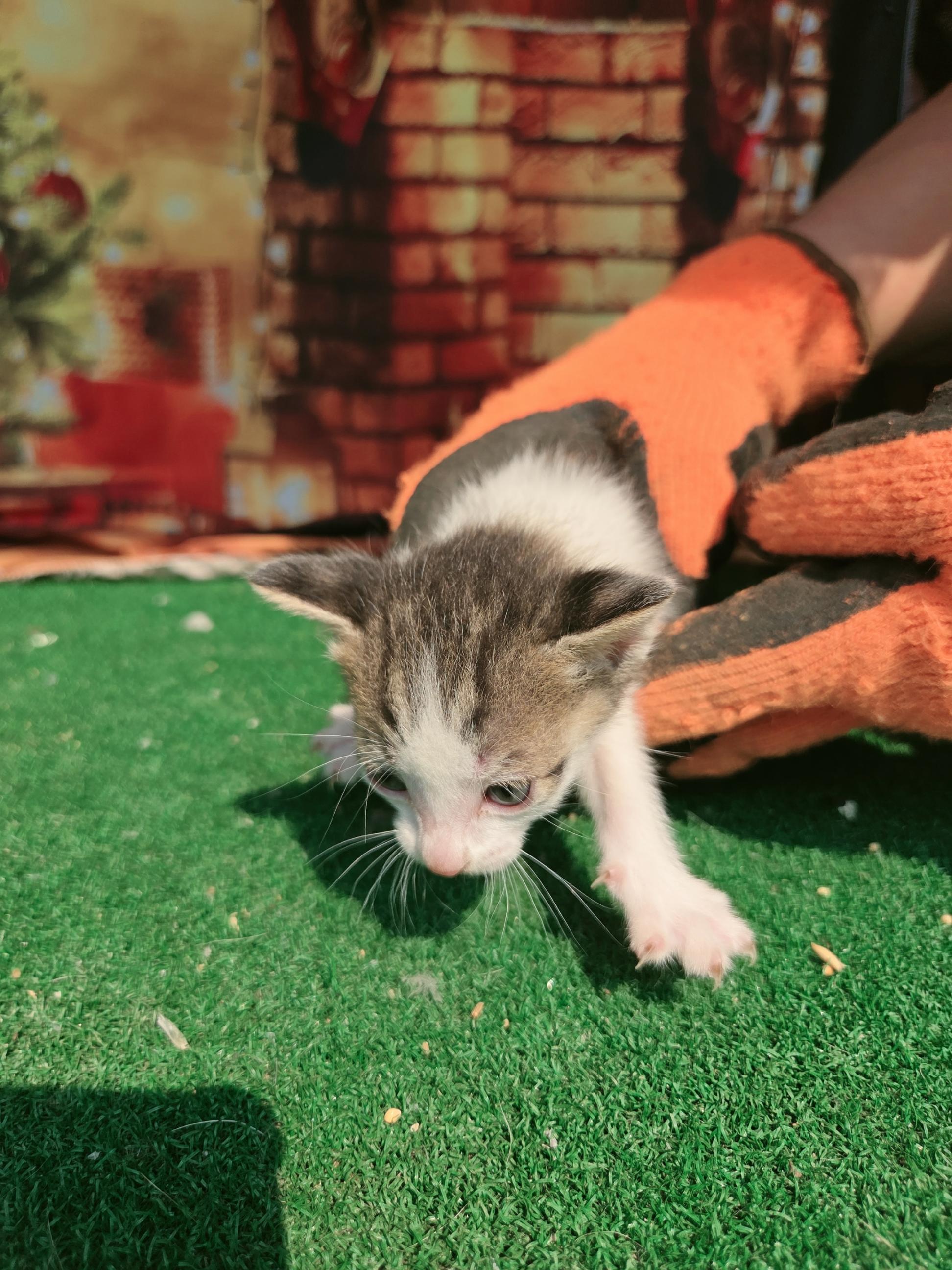 [고양이] 한국 고양이 전남-나주-2025-00619 유기동물 배경 이미지 입니다.