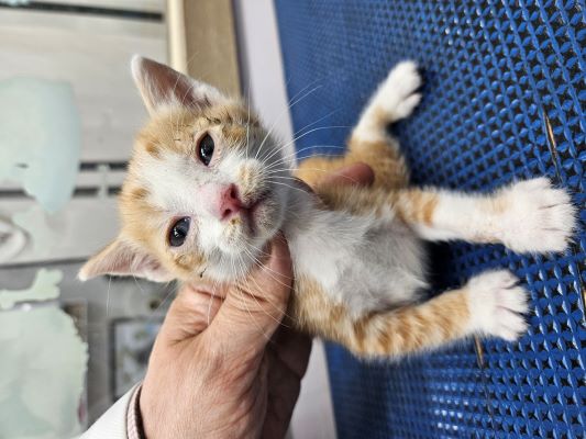 [고양이] 한국 고양이 대구-중구-2025-00131 유기동물 배경 이미지 입니다.
