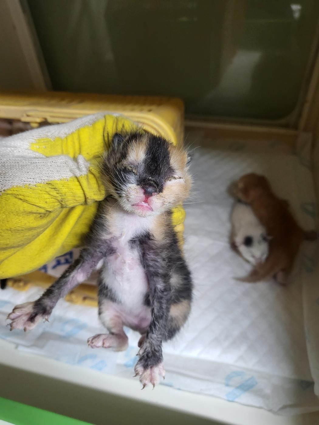 [고양이] 한국 고양이 부산-강서-2025-00126 유기동물 배경 이미지 입니다.
