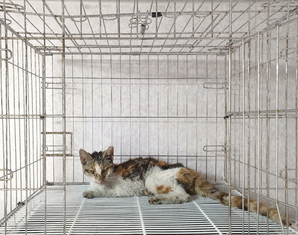 [고양이] 한국 고양이 경기-이천-2025-00279 유기동물 배경 이미지 입니다.