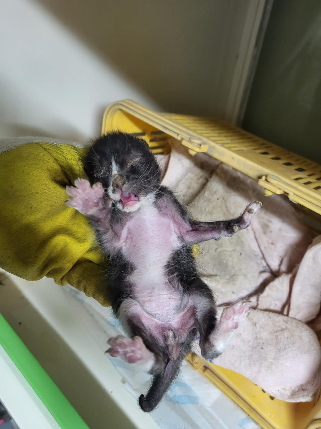 [고양이] 한국 고양이 부산-강서-2025-00123 유기동물 배경 이미지 입니다.