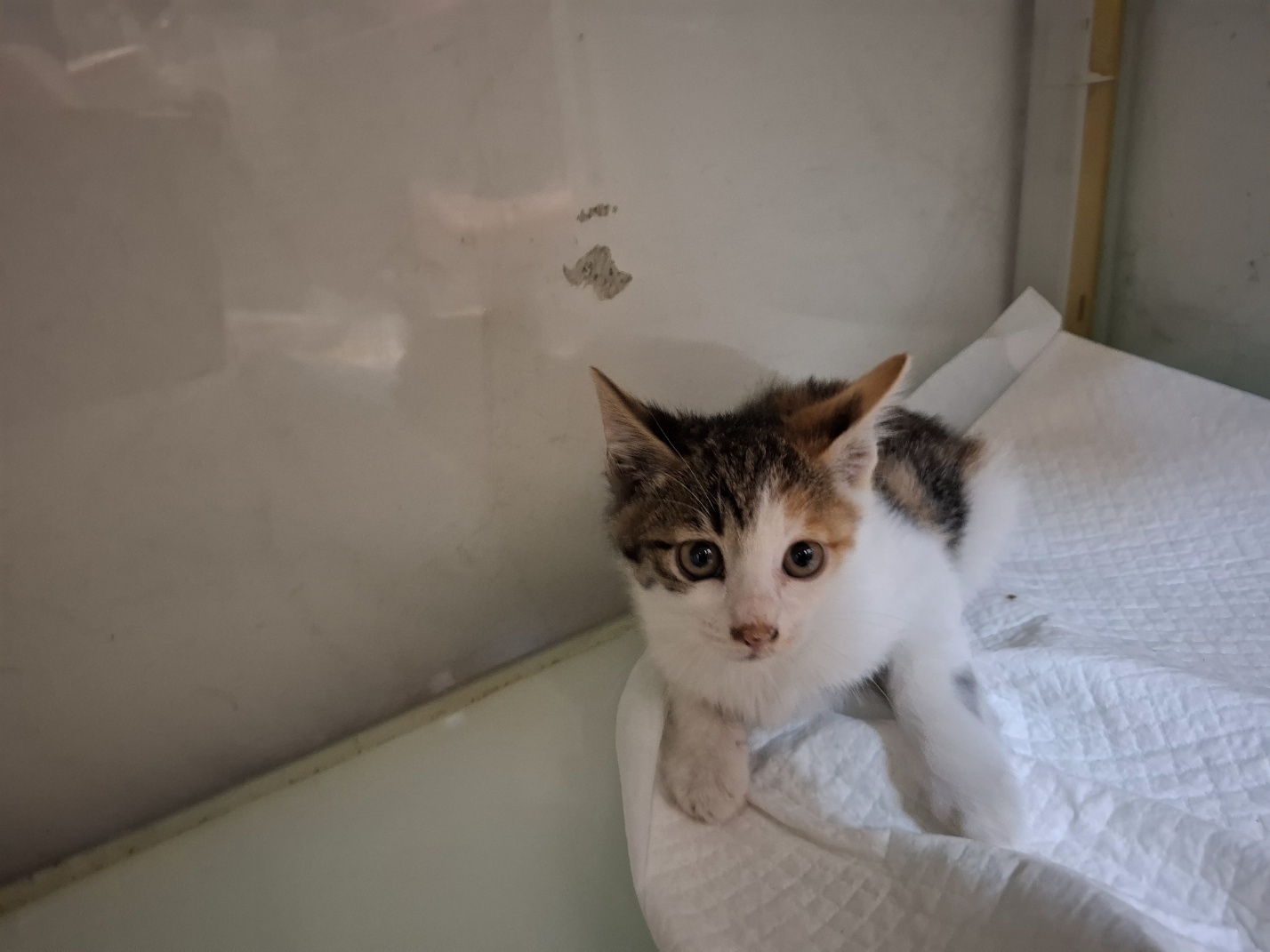[고양이] 한국 고양이 전북-전주-2025-00424 유기동물 배경 이미지 입니다.
