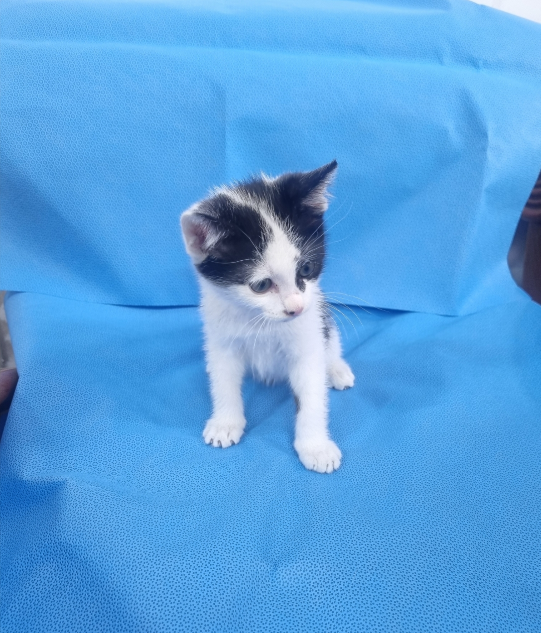 [고양이] 한국 고양이 경북-경산-2025-00268 유기동물 배경 이미지 입니다.