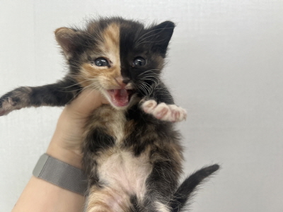 [고양이] 믹스묘 부산-동래-2025-00077 유기동물 배경 이미지 입니다.