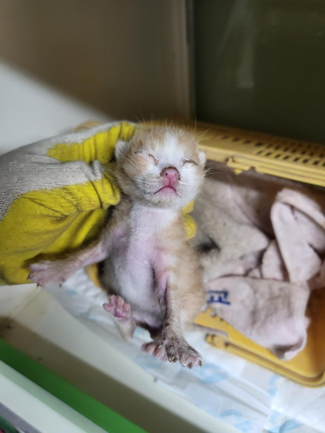 [고양이] 한국 고양이 부산-강서-2025-00125 유기동물 배경 이미지 입니다.