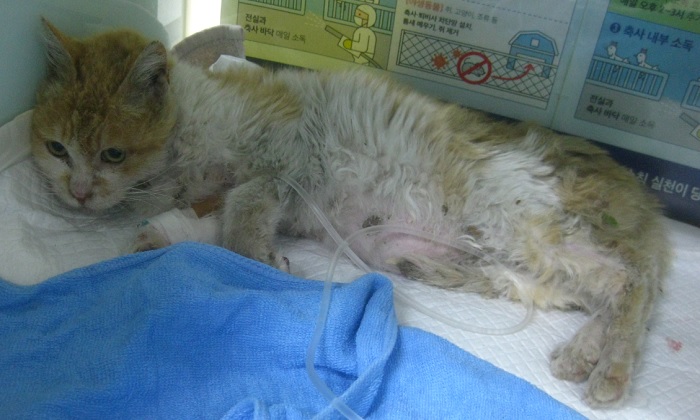 [고양이] 한국 고양이 울산-북구-2025-00122 유기동물 배경 이미지 입니다.