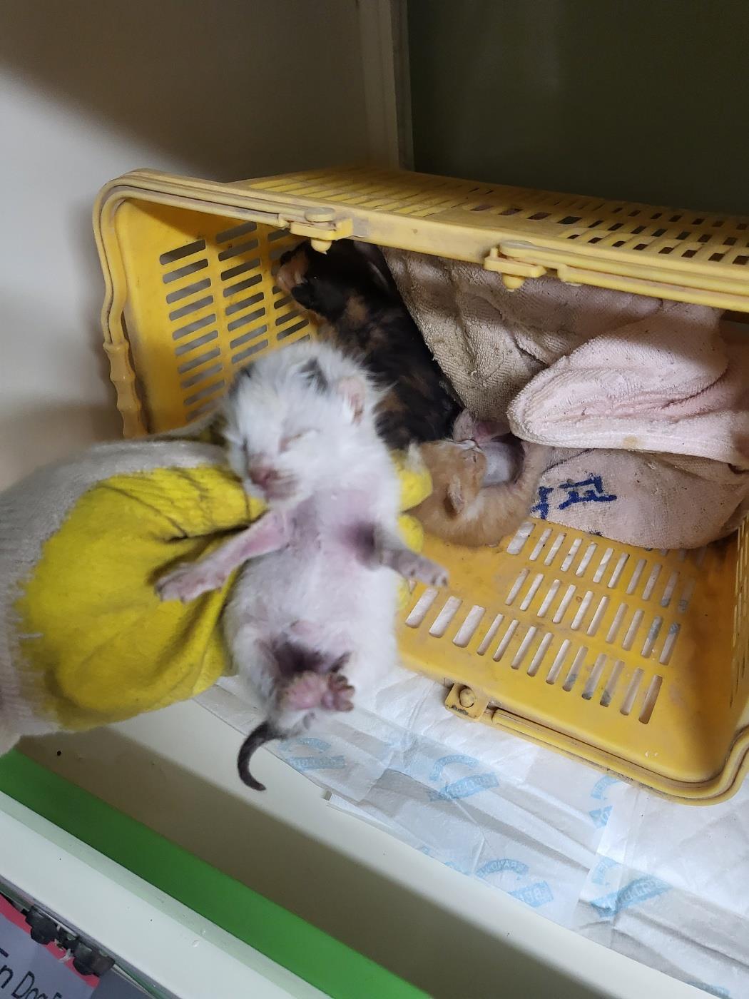 [고양이] 한국 고양이 부산-강서-2025-00124 유기동물 배경 이미지 입니다.