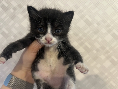 [고양이] 믹스묘 부산-동래-2025-00078 유기동물 배경 이미지 입니다.