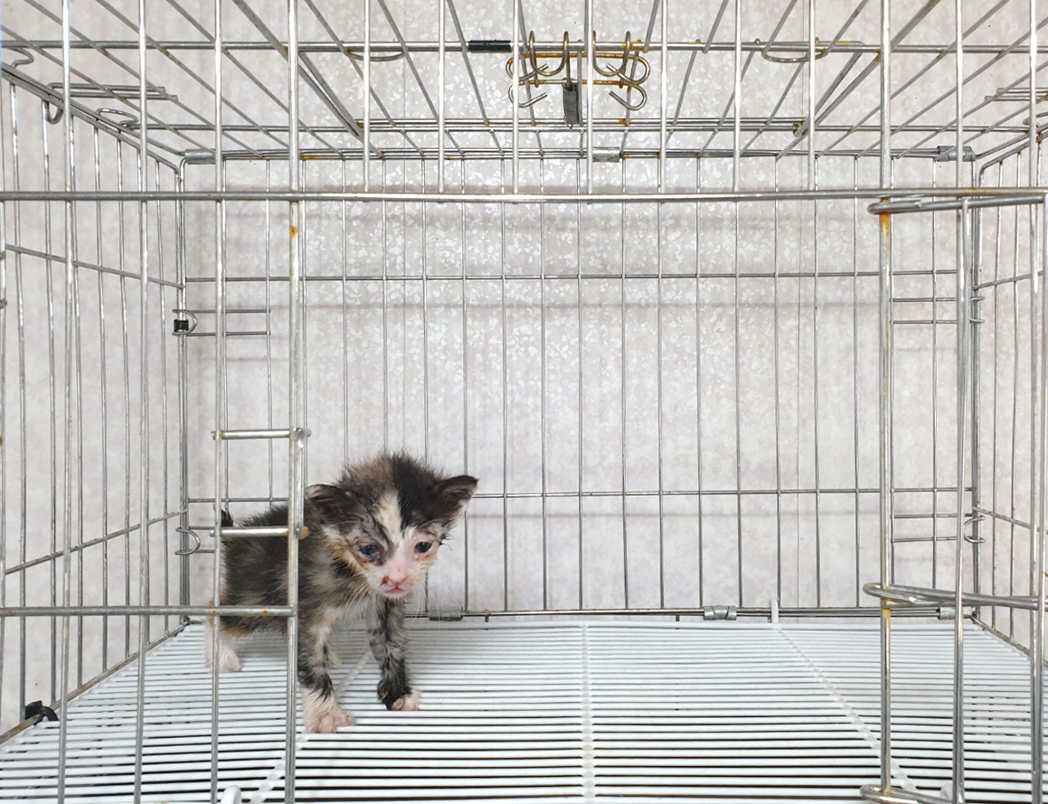 [고양이] 한국 고양이 경기-이천-2025-00282 유기동물 배경 이미지 입니다.