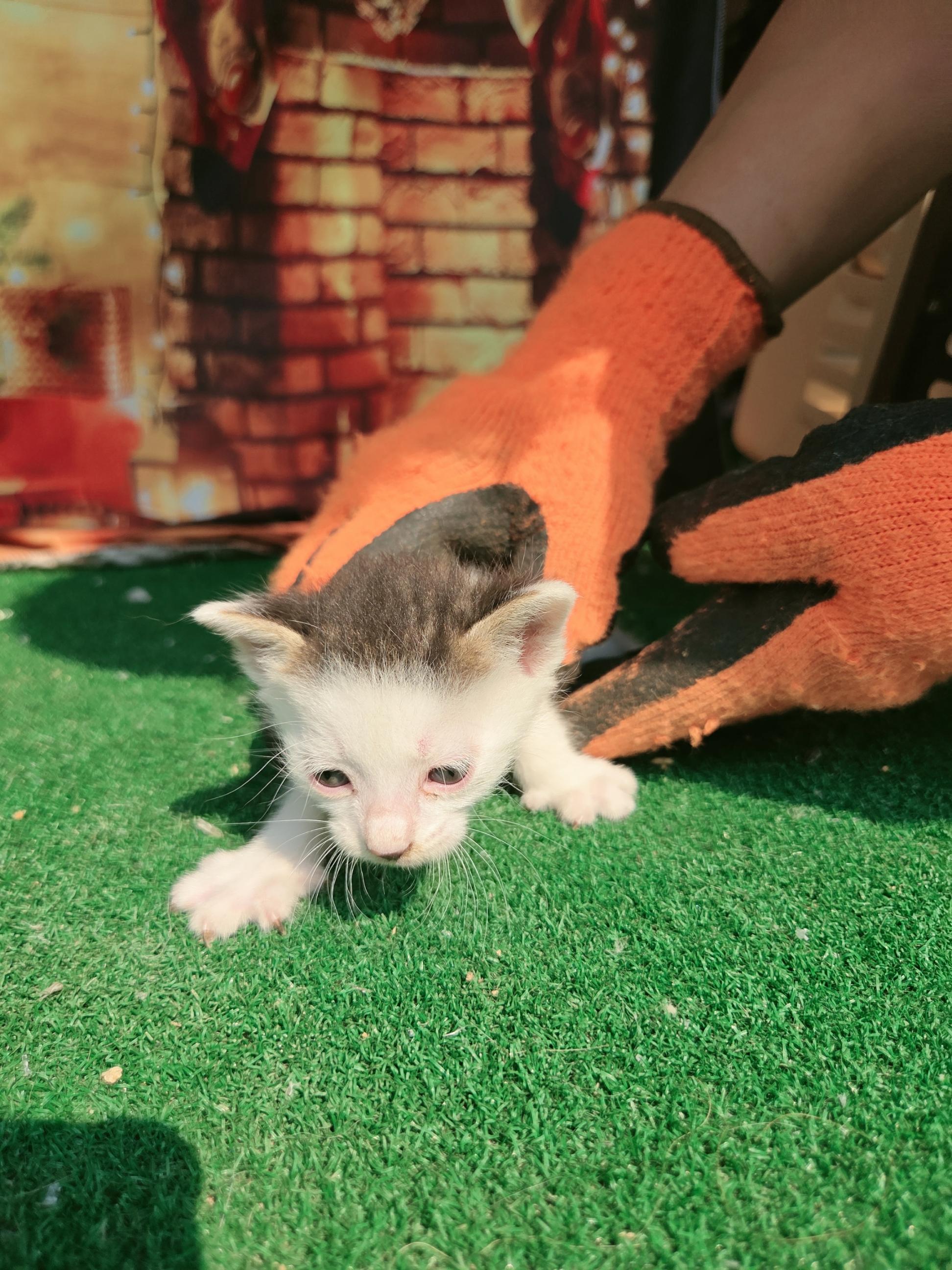 [고양이] 한국 고양이 전남-나주-2025-00618 유기동물 배경 이미지 입니다.
