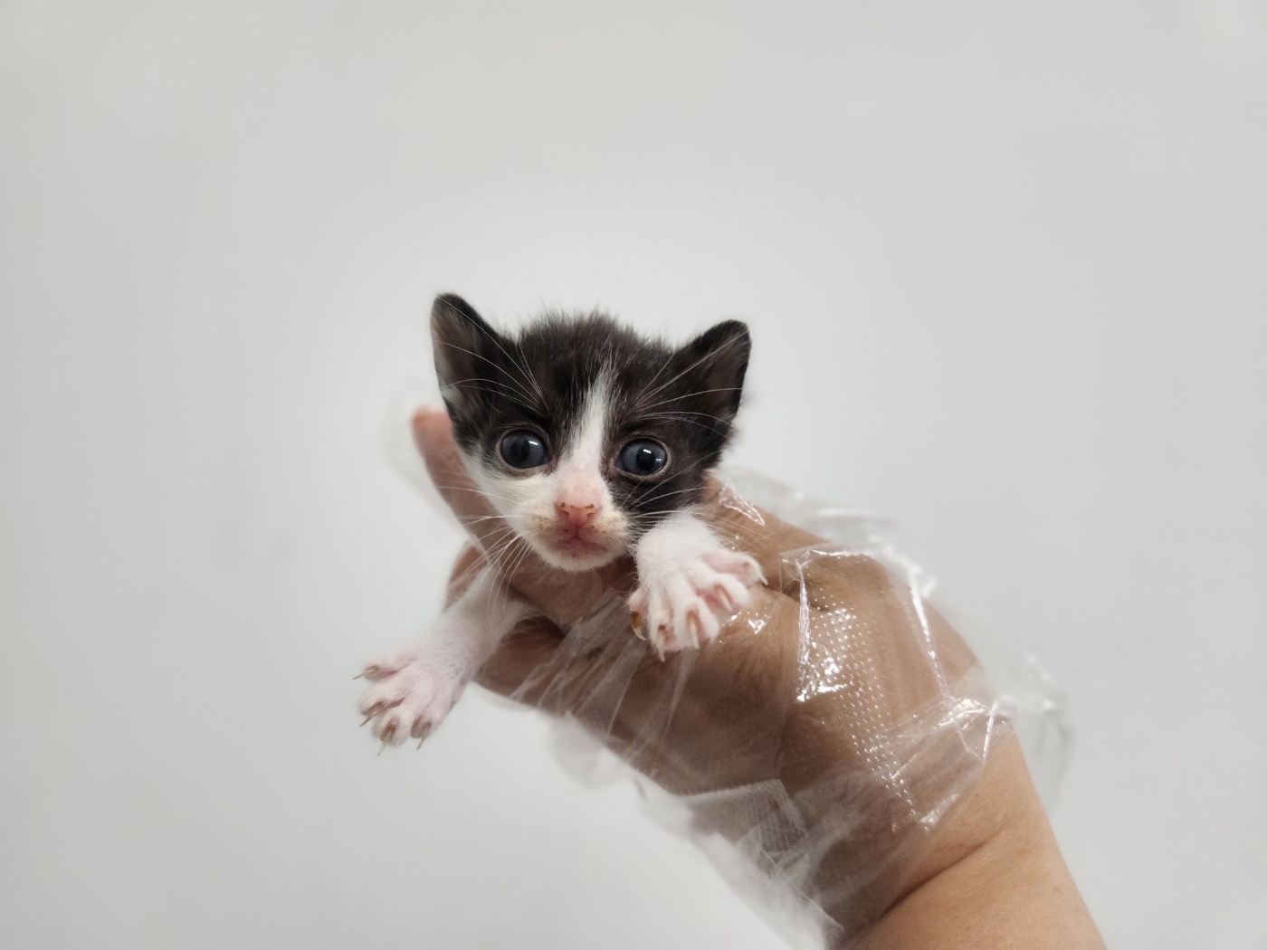 [고양이] 한국 고양이 경기-광주-2025-00281 유기동물 배경 이미지 입니다.