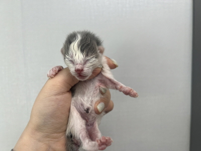 [고양이] 믹스묘 부산-수영-2025-00123 유기동물 배경 이미지 입니다.