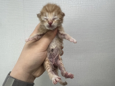 [고양이] 믹스묘 부산-수영-2025-00120 유기동물 배경 이미지 입니다.