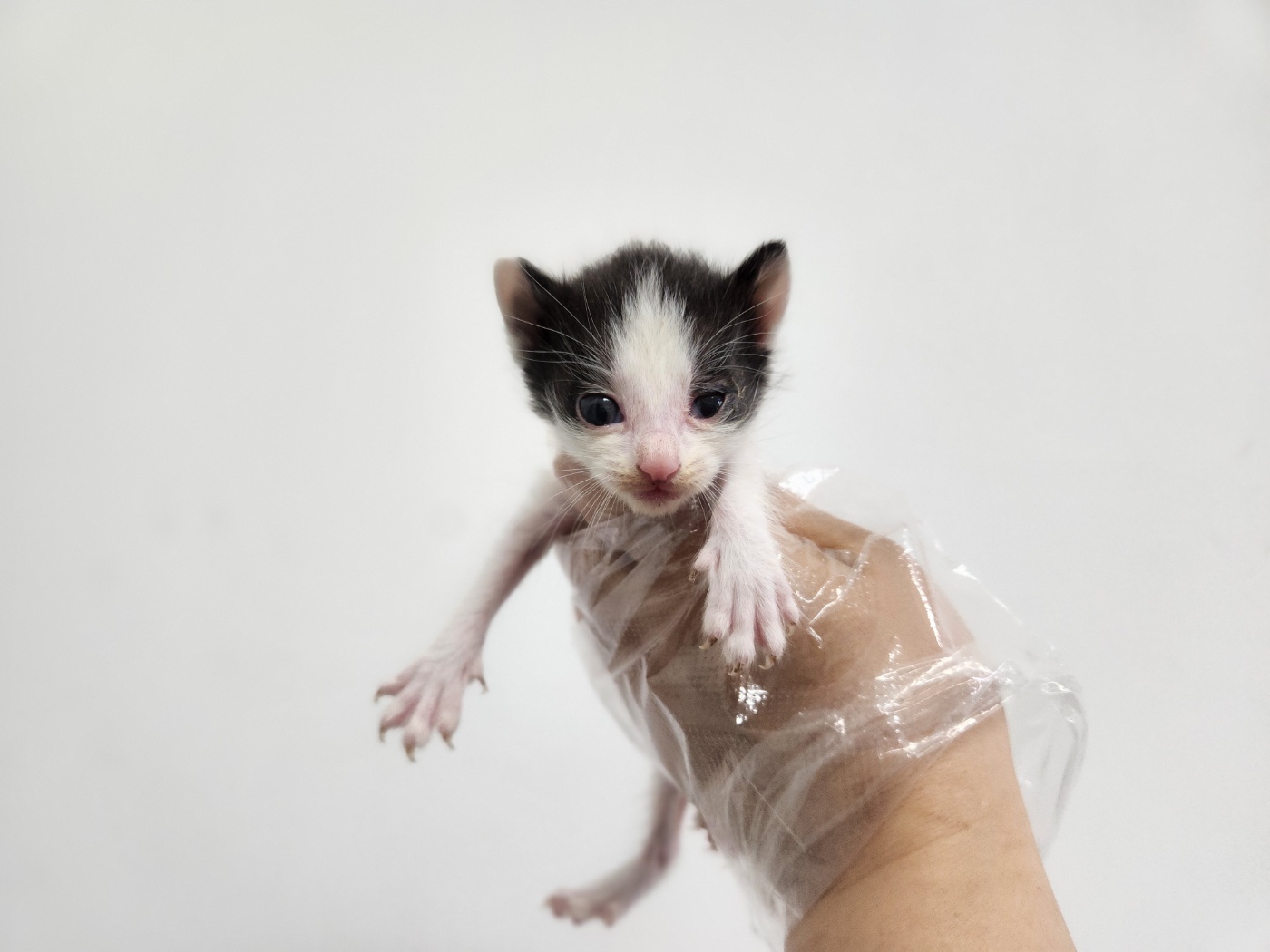 [고양이] 한국 고양이 경기-광주-2025-00283 유기동물 배경 이미지 입니다.