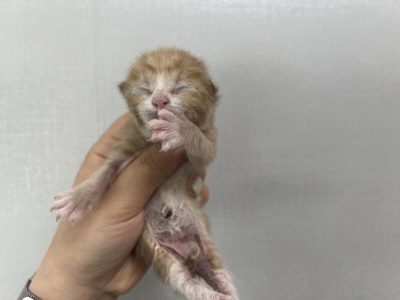 [고양이] 믹스묘 부산-수영-2025-00121 유기동물 배경 이미지 입니다.