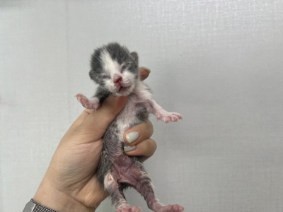 [고양이] 믹스묘 부산-수영-2025-00122 유기동물 배경 이미지 입니다.