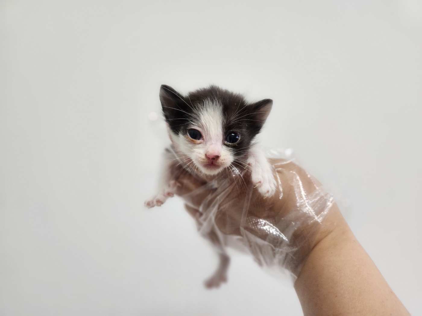 [고양이] 한국 고양이 경기-광주-2025-00280 유기동물 배경 이미지 입니다.
