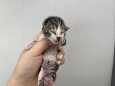 [고양이] 믹스묘 부산-수영-2025-00124 유기동물 배경 이미지 입니다.