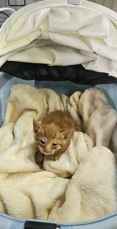 [고양이] 한국 고양이 전북-익산-2025-00716 유기동물 배경 이미지 입니다.