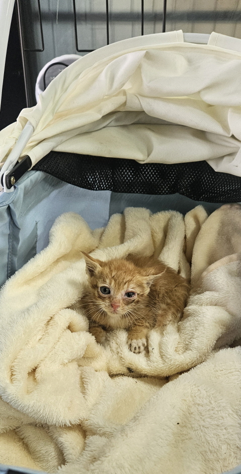 [고양이] 한국 고양이 전북-익산-2025-00717 유기동물 배경 이미지 입니다.