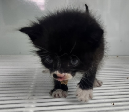 [고양이] 한국 고양이 세종-세종-2025-00178 유기동물 배경 이미지 입니다.