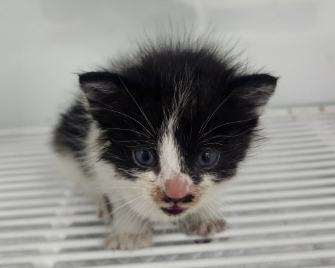 [고양이] 한국 고양이 세종-세종-2025-00179 유기동물 배경 이미지 입니다.