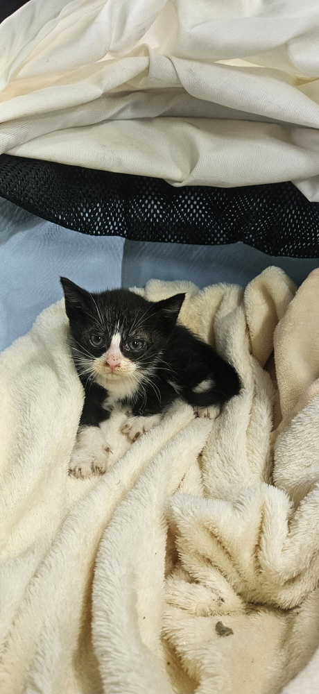 [고양이] 한국 고양이 전북-익산-2025-00718 유기동물 배경 이미지 입니다.