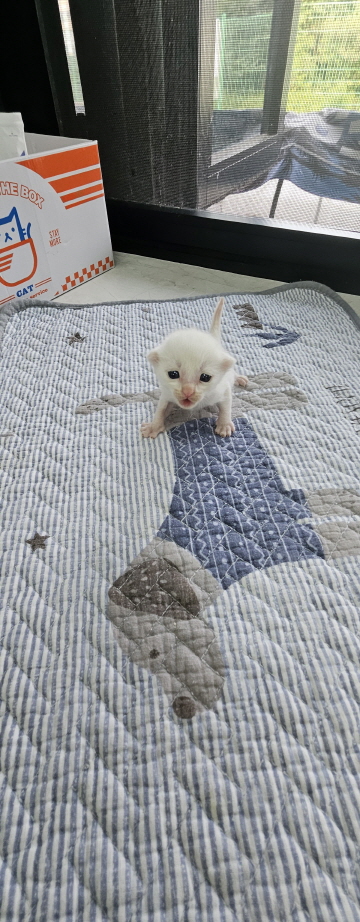 [고양이] 한국 고양이 전북-익산-2025-00721 유기동물 배경 이미지 입니다.