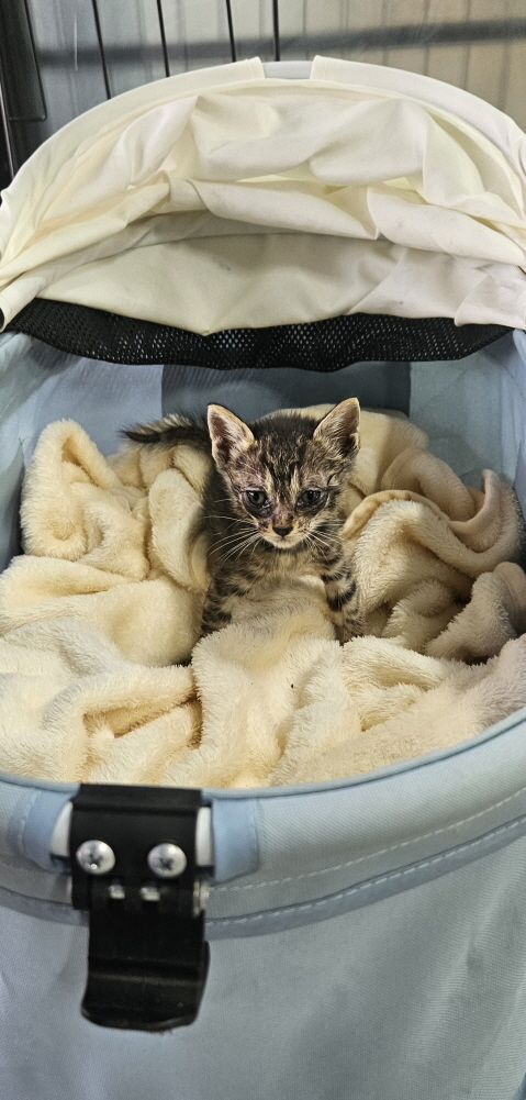 [고양이] 한국 고양이 전북-익산-2025-00719 유기동물 배경 이미지 입니다.