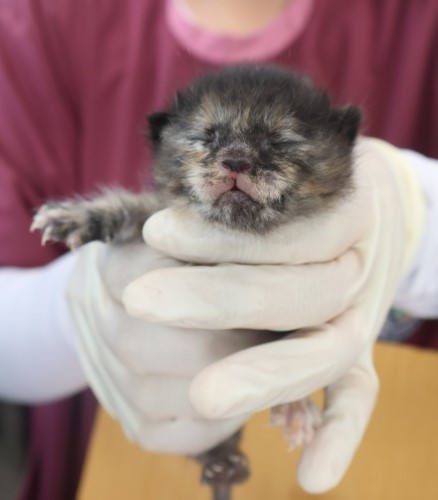 [고양이] 한국 고양이 제주-제주-2025-01265 유기동물 배경 이미지 입니다.