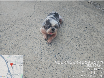[개] 시츄 대전-유성-2025-00118 유기동물 배경 이미지 입니다.