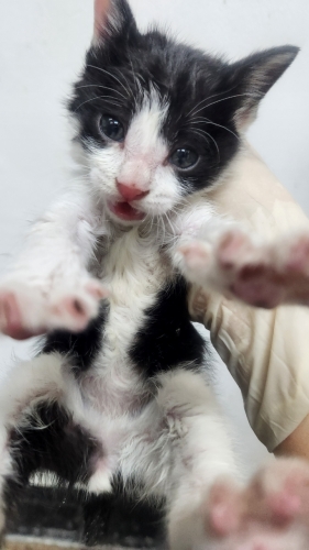 [고양이] 한국 고양이 제주-제주-2025-01270 유기동물 배경 이미지 입니다.