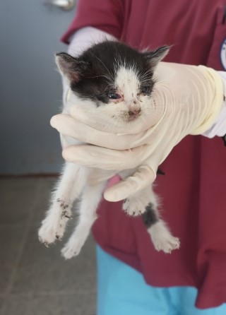 [고양이] 한국 고양이 제주-제주-2025-01263 유기동물 배경 이미지 입니다.