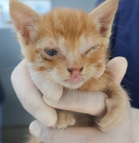 [고양이] 한국 고양이 제주-제주-2025-01268 유기동물 배경 이미지 입니다.