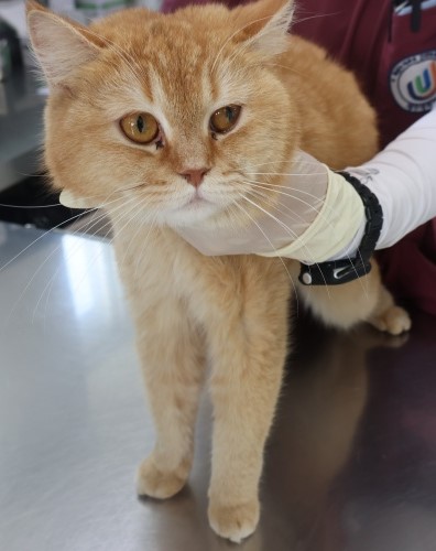 제주 동물보호센터_450650202501312