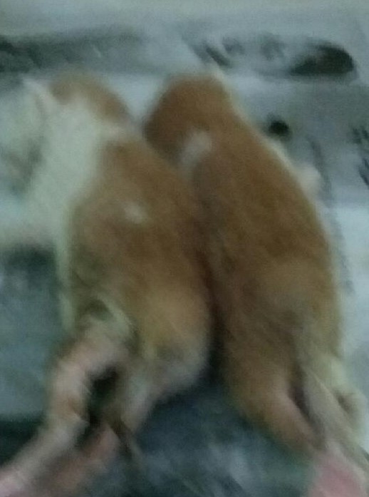 대구유기동물보호센터_427342202500504